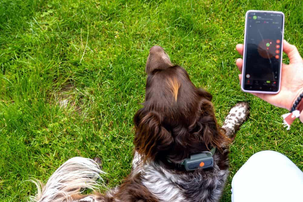 Weenect Hundetracker- Hund Alma mit Tracker um den Hals (c) die Hundezeitung 1