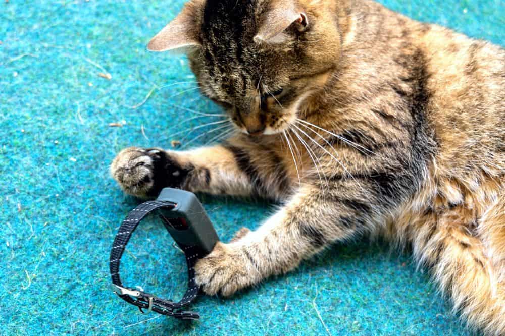 Weenect Katzentracker - Katze Lausa mit Tracker beim spielen (c) die Hundezeitung 1