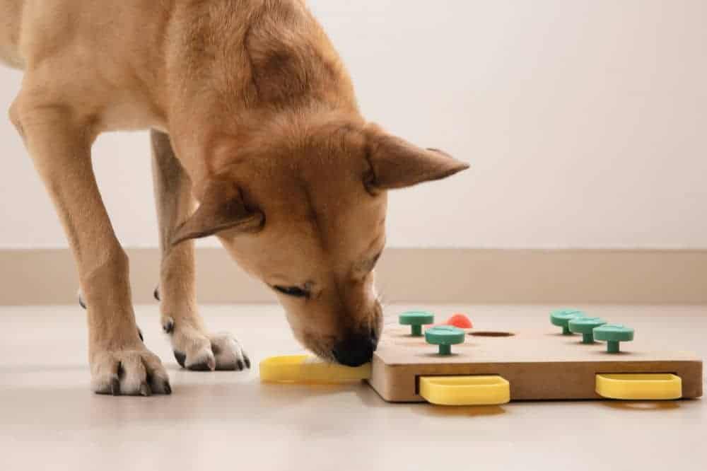 Als geistige Auslastung bieten sich Denkspiele für Hunde an. /Foto: Lenti Hill (Canva)
