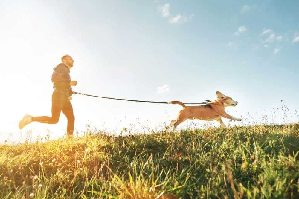 Canicross: Einige Hunde mögen es aktiver und laufen gerne. /Foto: Solovyova (Canva)