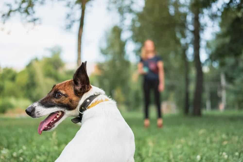 Der Trainer macht den Unterschied - denn in Hundetraining und -erziehung hängen Erfolg und Misserfolg oft von der Wahl eines professionellen Hundetrainers ab. /Foto: Valeriia Boiko (Canva)