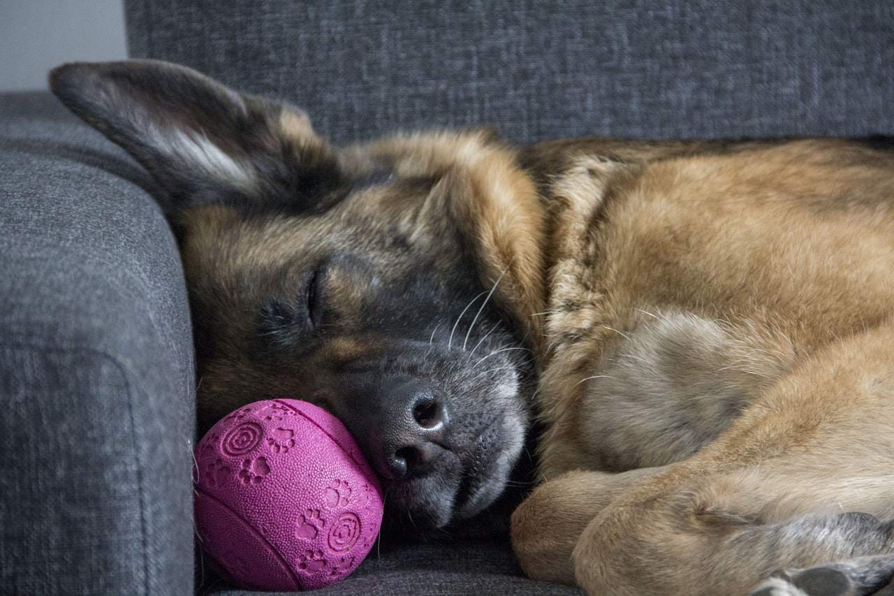 Entspannter Hund schläft auf Couch mit rosa Ball, TV, bequem, Haustier, Ruhe, Spielzeug, Komfort, Hundeliebe, Tierfreude, Haustierpflege.