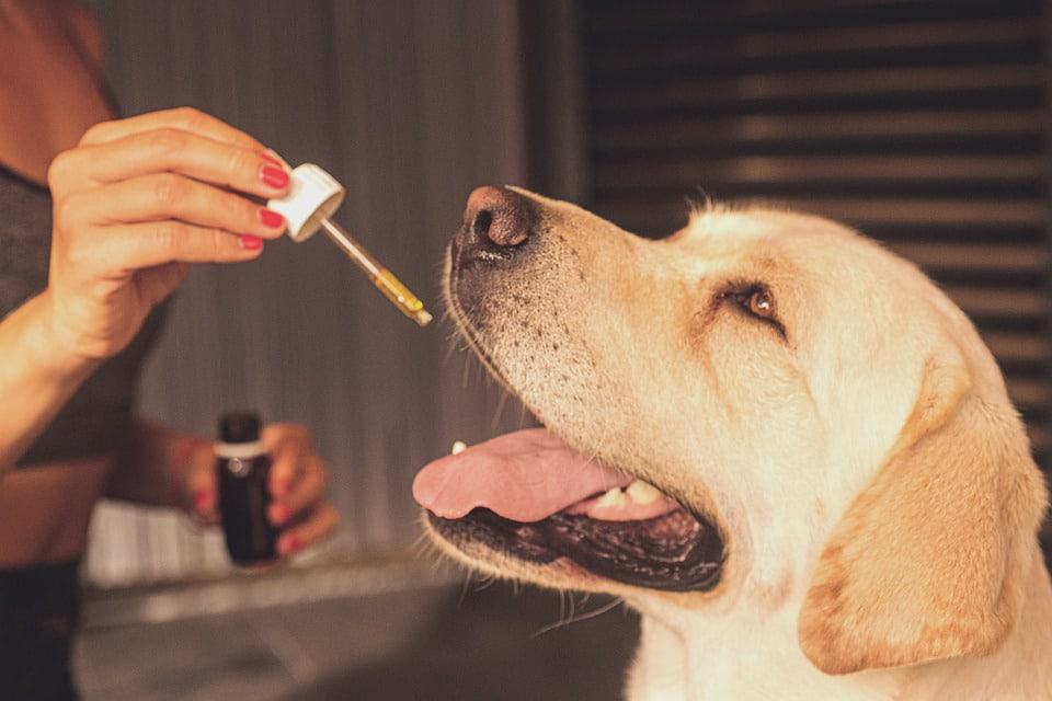 CBD für Hunde: CBD-Öl kann vielseitig bei Vierbeinern eingesetzt werden. /Foto: Erin Hinterland (pixabay)