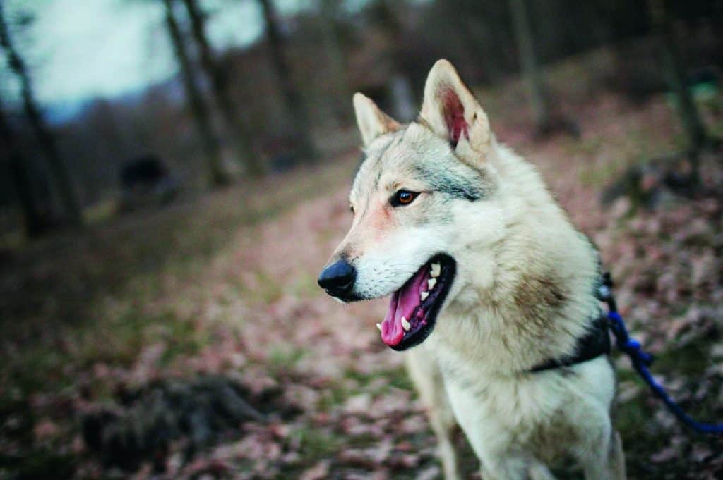 Wolfhunde - wunderschöne Wesen mit besonderen Herausforderungen an die Menschen.
