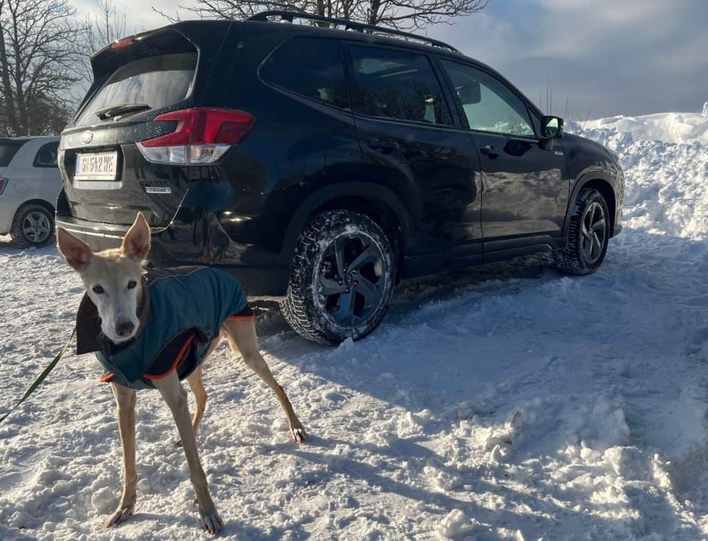 Ein hellbrauner Hund mit großen aufrecht stehenden Ohren und grün-schwarzem Mantel steht auf einem verschneiten Parkplatz vor einem dunklen Subaru Forester. Der Himmel ist blau und die Umgebung wirkt ruhig und winterlich.