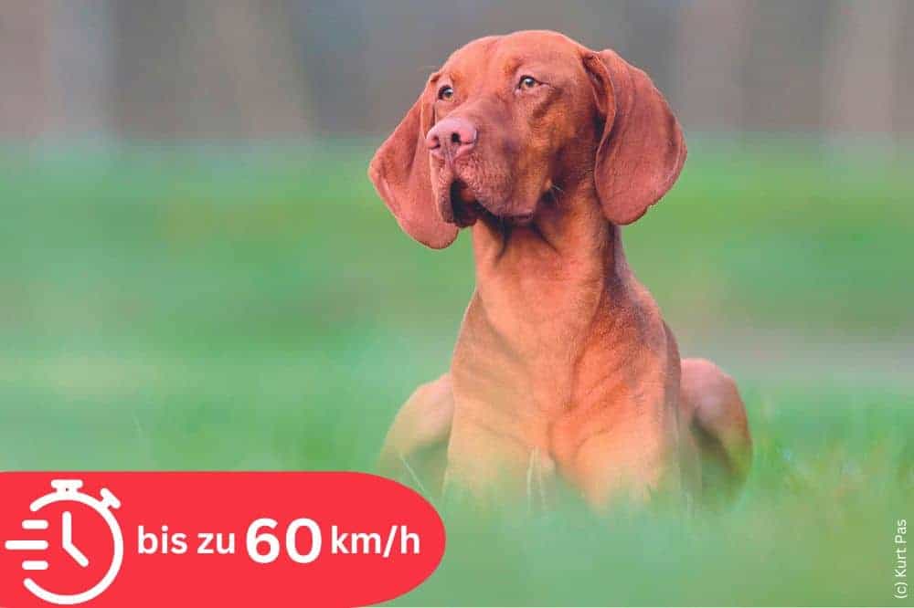 Magyar Vizsla - Platz Nr. 3 der schnellsten Hunderassen