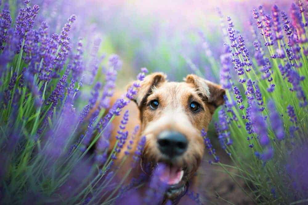 Hundebesitzer:innen können bei der Gartengestaltung bedenkenlos zu duftendem Lavendel greifen. /Foto: Iza Łysoń (Canva)