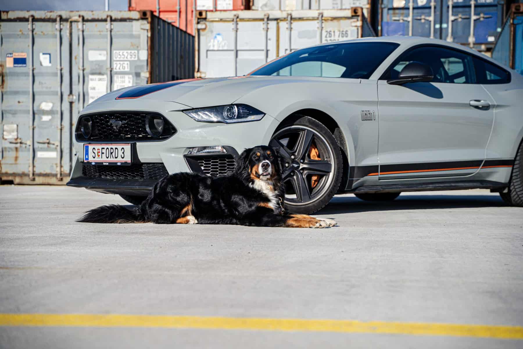 Ford Mustang näher mit Hund Kopie
