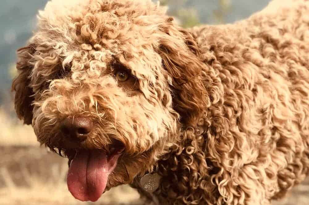 Rassen wie der Lagotto Romagnolo gelten als allergikerfreundliche Hunde. / Foto: Pixabay