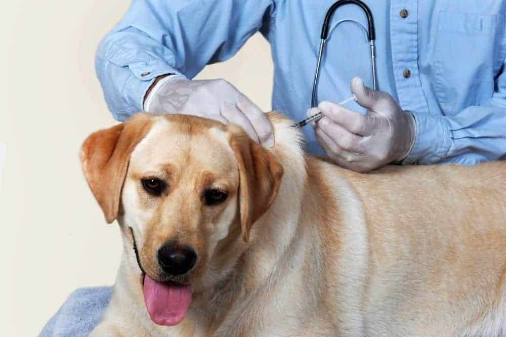 Eine Tollwutimpfung und ein aktuelles Gesundheitszeugnis sind Pflicht für reisefähige Hunde. / Symbolfoto: Canva.