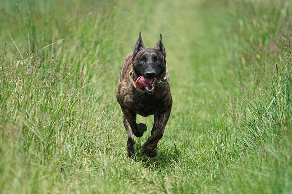 Holländische Schäferhunde sind schnelle, athletische Tiere. / Foto: pixabay.