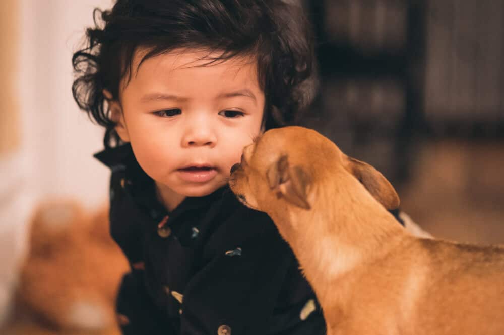 Kleinkinder, die mit Hunden unter einem Dach leben, leiden seltener an Lebensmittelunverträglichkeiten. / Foto: Pexels
