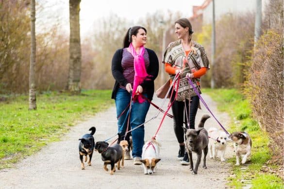 Zwei Frauen gehen mit mehreren Hunden spazieren, die Szene impliziert, dass es sich um Tiersitter oder Personen einer Tierpension handelt.