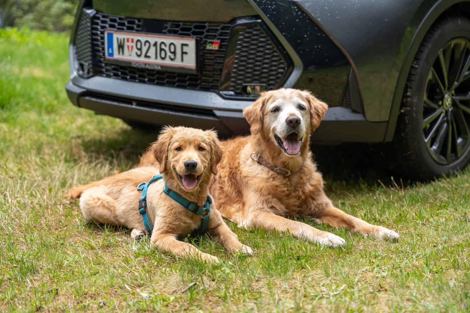 Dieses Bild zeigt zwei Golden Retriever, die nebeneinander auf einer Wiese liegen. Beide Hunde schauen direkt in die Kamera und wirken glücklich. Im Hintergrund ist ein schwarzer Toyota Prius Plugin Hybrid Advanced zu sehen.