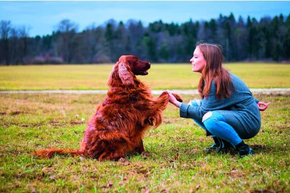 Ein brauner Setter gibt einer jungen Frau, die wohl tierschutzqualifizierte Hundetrainerin ist, die Pfote. Sie hockt vor ihm und hält ein Leckerli hinter dem Rücken.