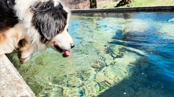 Wie viel sollten Hunde trinken? Wasserbedarf Hund. Hund trinkt Wasser. /Foto: Jametlene Reskp (Unsplash)