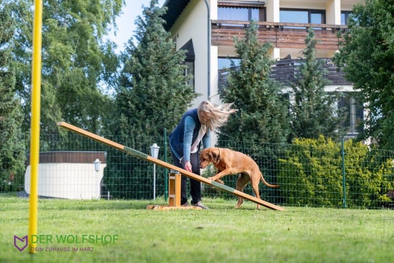 Agility Parcours im Wolfshof.