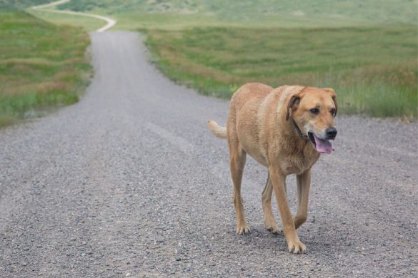 Ein Hund steht auf einer lange, sich windenden Straße allein. Er ist nicht bei animaldata registriert.
