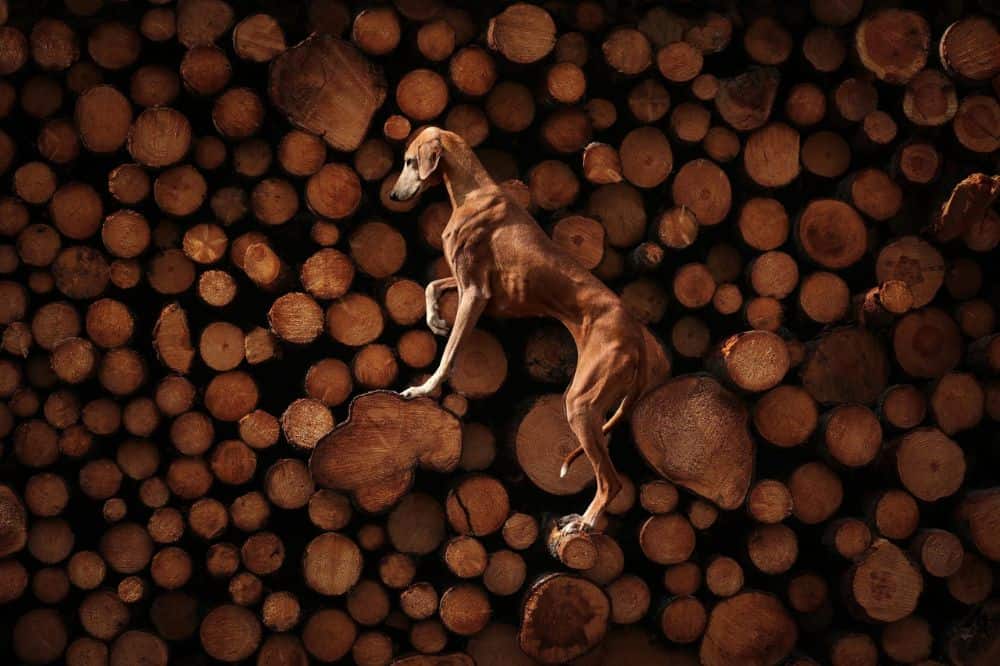 Eines der Gewinner-Bilder der Dog Photography Awards 2023.