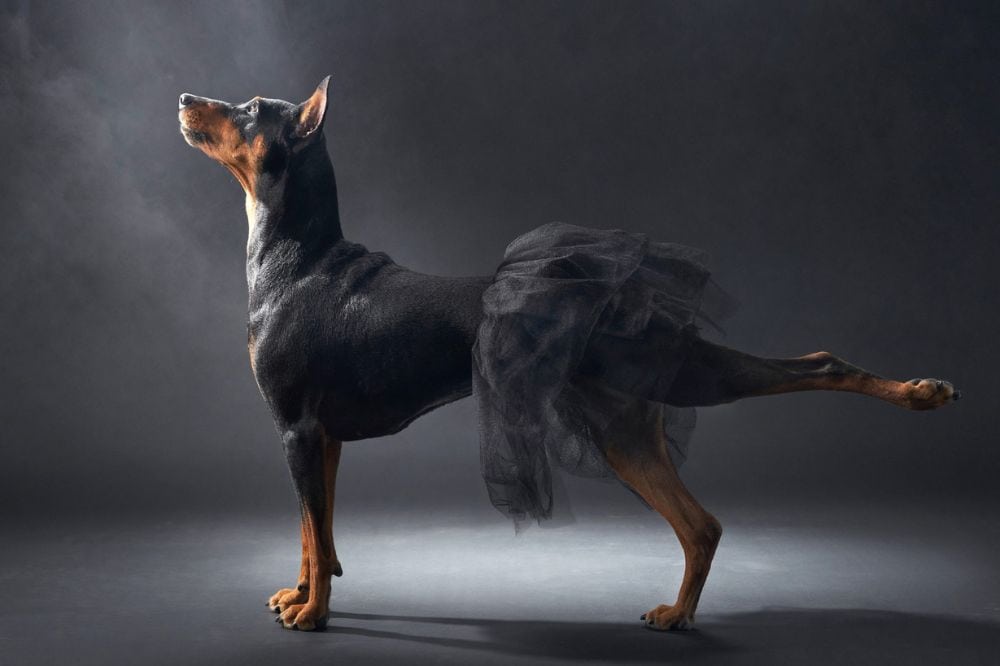 Eines der Gewinner-Bilder der Dog Photography Awards 2023.